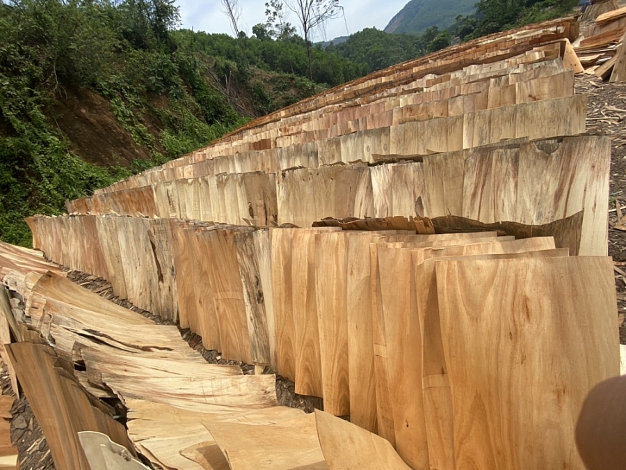 98% lượng ván bóc được xuất khẩu sang Trung Quốc