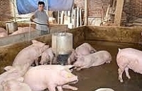 Bộ NN&PTNT triển khai giải pháp ổn định thị trường thịt lợn