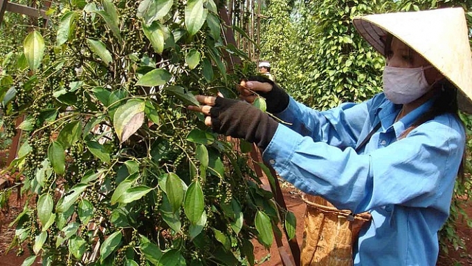 Giá xuất khẩu hồ tiêu 7 tháng năm 2018 giảm 61,5% gia xuat khau ho tieu 7 thang nam 2018 giam 615