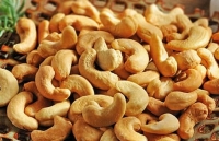 Giá điều xuất khẩu có thể tăng nhẹ trong thời gian tới