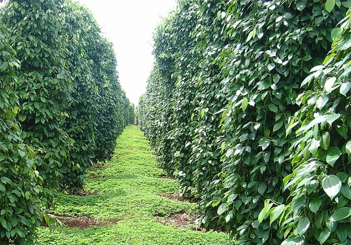 Đổi mới mô hình tăng trưởng, hướng tới xuất khẩu hồ tiêu bền vững doi moi mo hinh tang truong huong toi xuat khau ho tieu ben vung