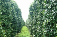 Đổi mới mô hình tăng trưởng, hướng tới xuất khẩu hồ tiêu bền vững