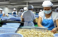 Năm 2019, xuất khẩu điều nhân hướng tới mục tiêu 450 nghìn tấn