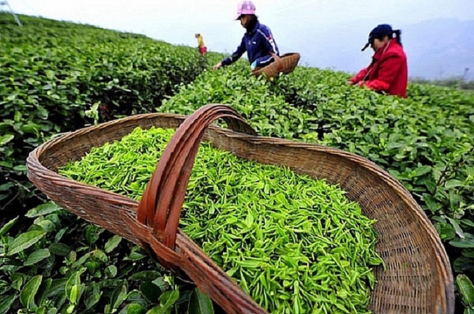 Xuất khẩu chè tăng mạnh cả lượng và giá trị 4947-xk-che