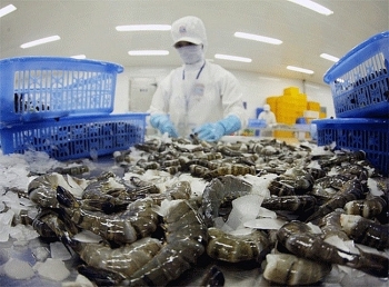 Xuất khẩu tôm sang thị trường EU tăng trưởng mạnh mẽ