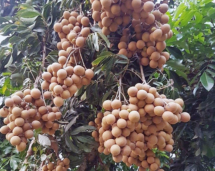 Tiêu thụ nhãn tại Hưng Yên gặp khó do tác động dịch Covid-19 3532 nhan hung yen 1