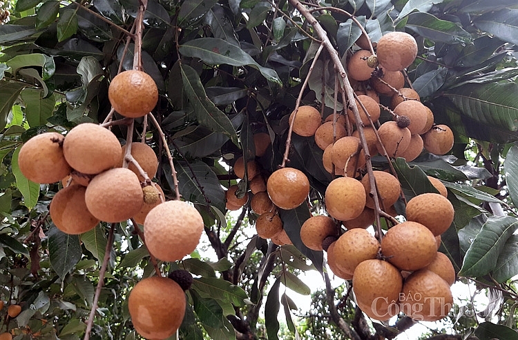 chất lượng tốt, quả sáng, mẫu mã đẹp, độ đồng đều cao (khoảng trên đưới 50 quả/kg), vị ngọt, cùi giòn, có mùi thơm đặc trưng, độ đường cao 5948-nhan-chin-muon-ha-noi-1