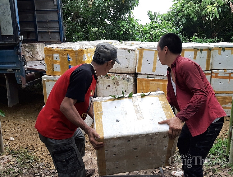 Nhãn được vận chuyển ra xe ô tô và đưa đi tiêu thụ tại các tỉnh, thành phố 5520-nhan-duoc-van-chuyen-ra-xe-oto-dua-ve-cac-dia-phuong-tieu-thu