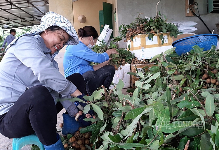 Nhãn sau khi thu hái được cắt tỉa bớt lá và đóng vào thùng xốp  5527-so-che-nhan-truoc-khi-dong-thung-van-chuyen-ve-cac-dia-phuong