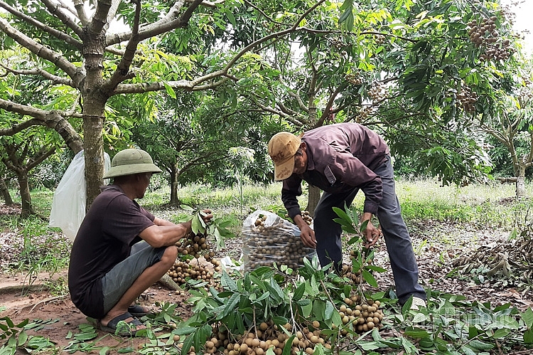 Thương lái từ Thái Bình thu mua nhãn Hưng Yên tại vườn 5532-thuong-lai-thai-binh-thu-mua-nhan-hung-yen-tai-nha-vuon