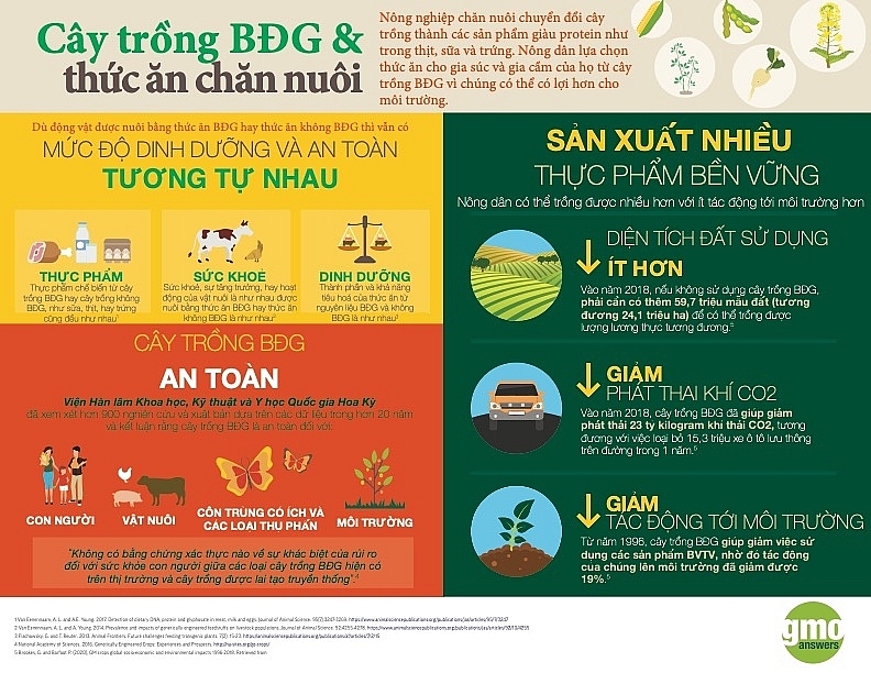Cây trồng BĐG và thức ăn chăn nuôi (Nguồn: GMO answer) Cây trồng BĐG và thức ăn chăn nuôi (Nguồn: GMO answer)