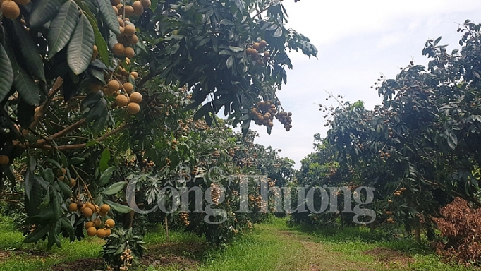 ha noi 1 tan nhan nhan chin muon len duong sang australia