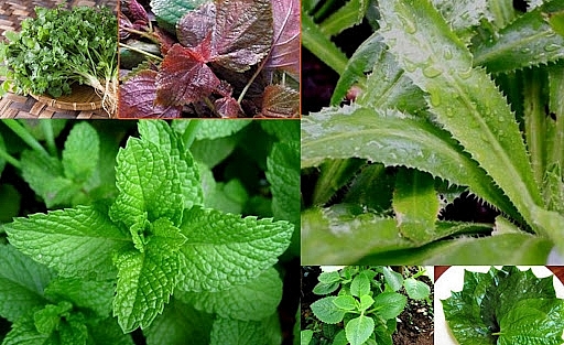 Rau gia vị phía Nam bị ùn ứ bất thường Rau gia vị phía Nam bị ùn ứ bất thường