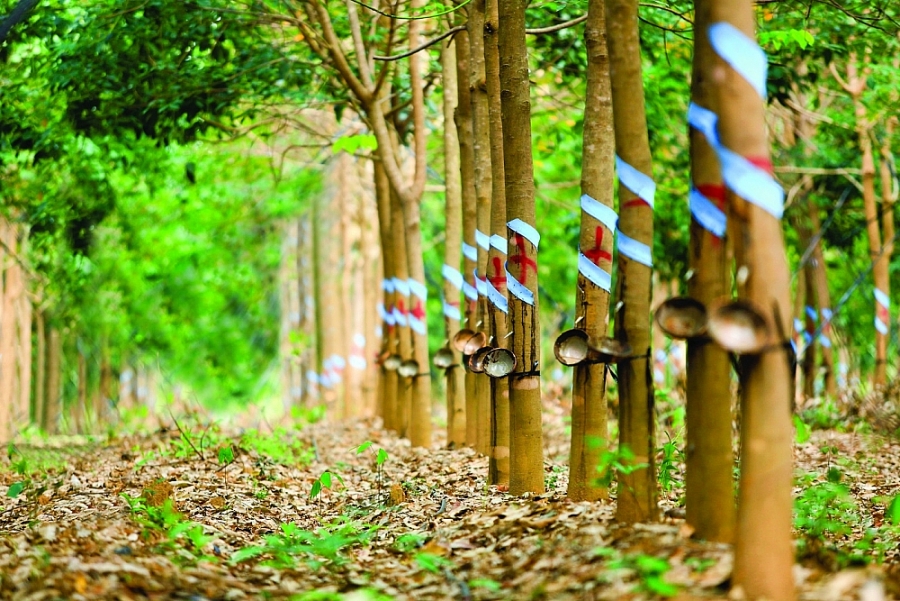 Cao su là một sản phẩm tự nhiên độc đáo. Cao su được thu hoạch bởi sự nỗ lực của hàng triệu tiểu điền đang cố gắng đạt được và duy trì sinh kế bền vững. Cao su cũng có mặt dưới nhiều hình dạng trong 40.000 loại hàng hóa khác nhau. Cao su là một sản phẩm tự nhiên độc đáo. Cao su được thu hoạch bởi sự nỗ lực của hàng triệu tiểu điền đang cố gắng đạt được và duy trì sinh kế bền vững. Cao su cũng có mặt dưới nhiều hình dạng trong 40.000 loại hàng hóa khác nhau.