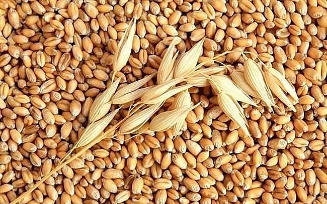 lua mi va chuyen nhap khau cua doanh nghiep viet