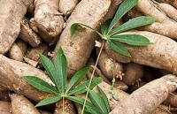 Xuất khẩu sắn dự báo tiếp tục gặp khó