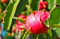 9 tháng năm 2019, xuất khẩu rau quả giảm mạnh