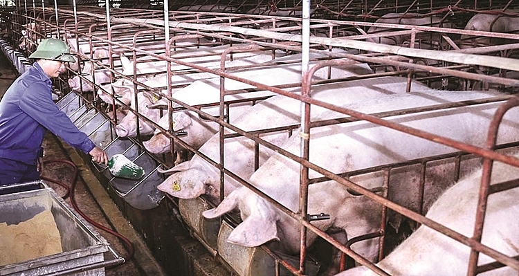 Giá lợn hơi hôm nay 5/10: Ghi nhận mức điều chỉnh giảm nhẹ từ 1.000- 2.000 đồng/kg 0350-chan-nuoi-lon