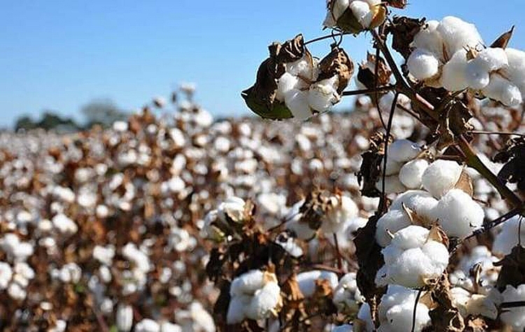 Kenya là một trong những quốc gia đầu tiên tại Châu Phi canh tác bông BĐG (Nguồn: Genetic Literacy Project) 2113-image001