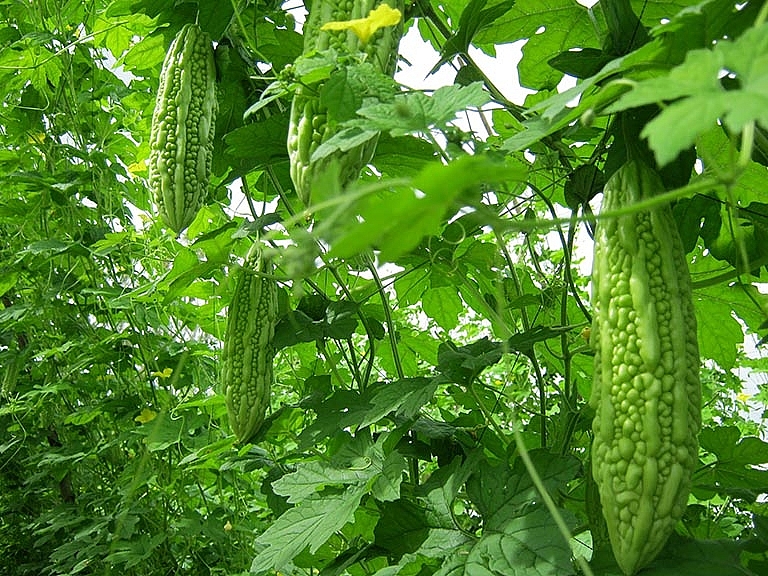 Cơ quan y tế Hà Lan phát hiện hóa chất chlorpyrifos ethyl trong lô hàng mướp đắng của Công ty TNHH SAKA SAKA xuất khẩu sang thị trường EU Cơ quan y tế Hà Lan phát hiện hóa chất chlorpyrifos ethyl trong lô hàng mướp đắng của Công ty TNHH SAKA SAKA xuất khẩu sang thị trường EU