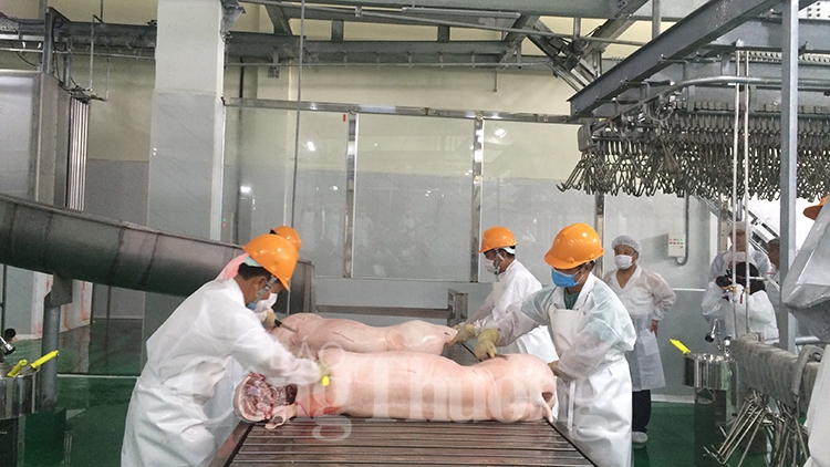 khanh thanh nha may giet mo lon nhat khu vuc mien bac