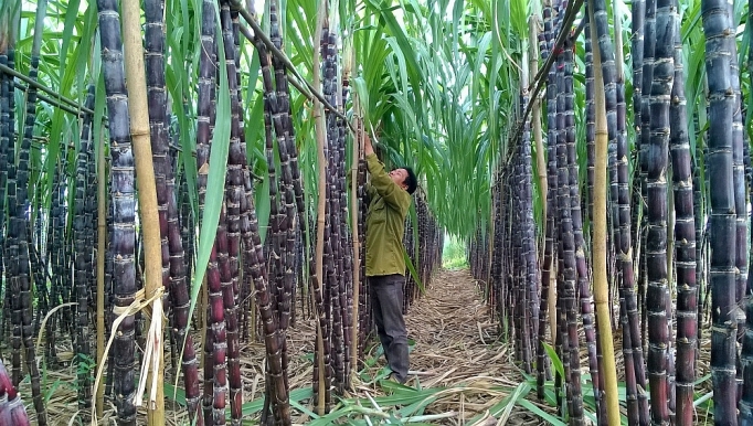 0118-1030-nong-dan-trong-mia-lo-nang-2