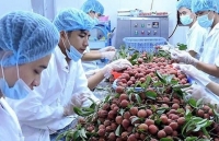 11 tháng năm 2018, xuất khẩu rau quả ước đạt 3,5 tỷ USD