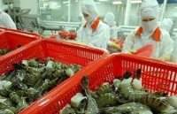 Xuất khẩu tôm sang Mỹ dự kiến tăng khoảng 5% trong quý cuối năm 2019