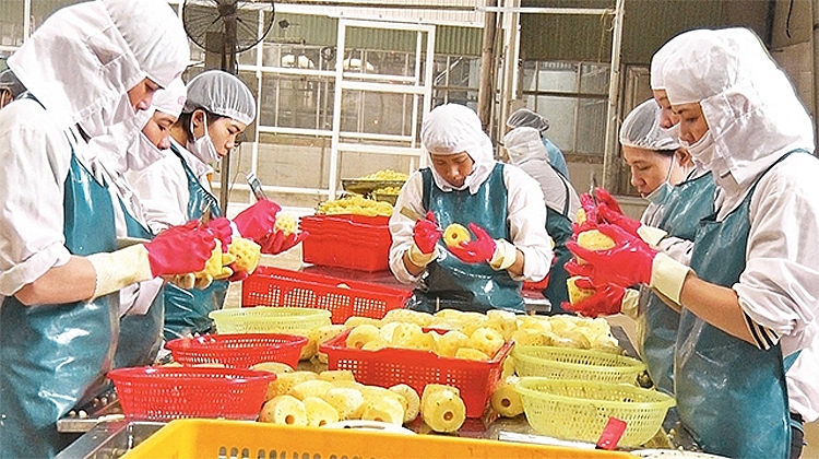 Để thúc đẩy phát triển nông nghiệp, mấy năm gần đây, huyện Nho Quan đã thực hiện liên kết giữa nông dân với doanh nghiệp đem lại thu nhập ổn định cho nông dân… 0026-ninh-binh-1