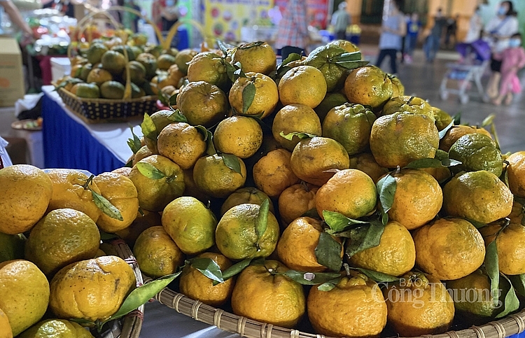 Quýt chum Mộc Châu Sơn La được bán với giá 50.000 đồng/kg 2430-quyt-chum-moc-chau