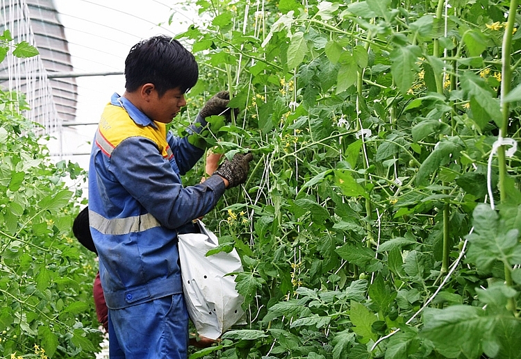 Sản xuất theo mô hình nông nghiệp ứng dụng công nghệ cao là hướng đi mới của nhiều hợp tác xã nông nghiệp. 4239-san-xuat-theo-mo-hinh-nong-nghiep-ung-dung-cong-nghe-cao-la-huong-di-moi-cua-nhieu-hop-tac-xa-nong-nghiep