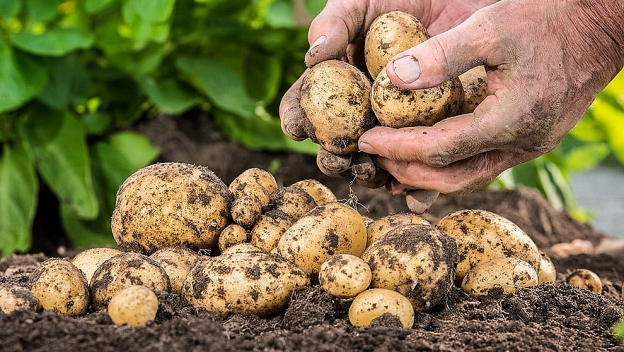 Tái sinh trái đất Tái sinh trái đất