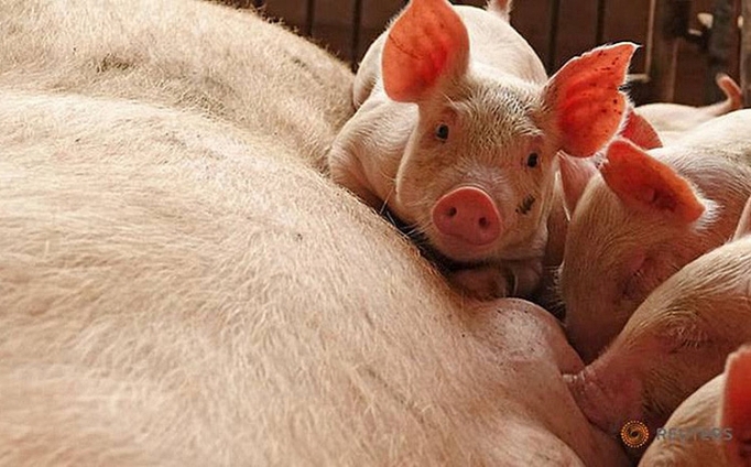 ha noi xuat hien 6 o dich benh lo mom long mong o lon