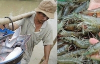 Xác định 3 đối tượng thủy sản nuôi chủ lực