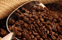 Xuất khẩu cà phê ảm đạm