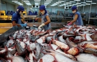 Năm 2019, xuất khẩu cá tra có thể đạt 2,06 tỷ USD