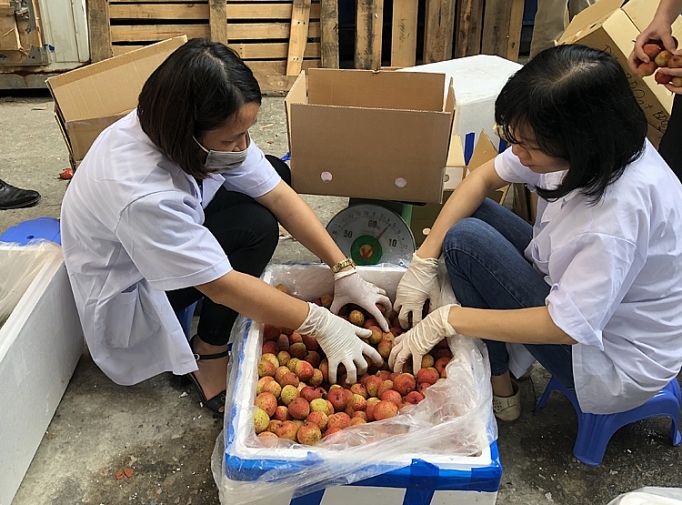 Nhật Bản chính thức "mở cửa" cho quả vải thiều Việt Nam nhat ban chinh thuc mo cua cho qua vai thieu viet nam