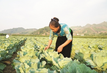 Nhân rộng mô hình nông nghiệp bảo đảm dinh dưỡng