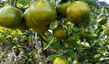 Cam, quýt và trái cây có múi từ Lào được phép xuất khẩu vào Trung Quốc