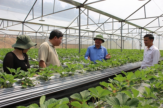Khu sản xuất dâu tây ứng dụng công nghệ cao tại Lào Cai.