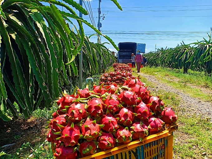 Trung Quốc ‘hút hàng’, thanh long được giá Trung Quốc ‘hút hàng’, thanh long được giá