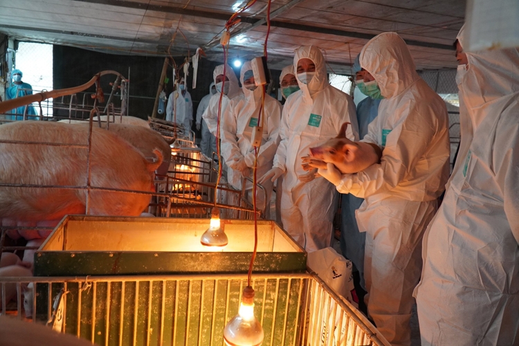 chan nuoi an toan sinh hoc huong di tat yeu