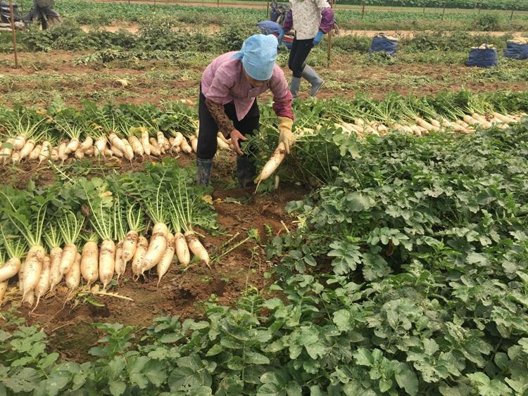 “Giải cứu” nông sản: Chuyện chưa bao giờ cũ! giai cuu nong san chuyen chua bao gio cu