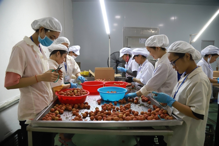 Vải thiều xuất khẩu thành công sang Nhật Bản: Khởi đầu thuận lợi khoi dau thuan loi