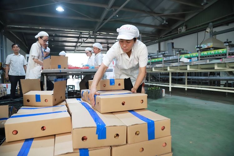 Vải thiều xuất khẩu thành công sang Nhật Bản: Khởi đầu thuận lợi khoi dau thuan loi
