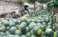 Trung Quốc tăng cường quản lý truy xuất nguồn gốc trái cây nhập khẩu