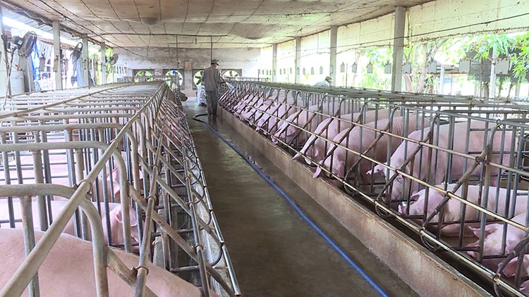 Ngành chăn nuôi: Bứt phá về đích nganh chan nuoi but pha ve dich