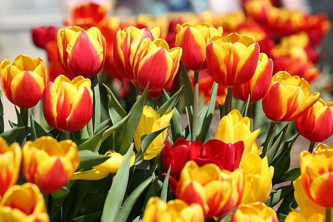 Hơn triệu bông tulip biến Bà Nà thành “xứ sở Hà Lan” hon trieu bong tulip bien ba na thanh xu so ha lan
