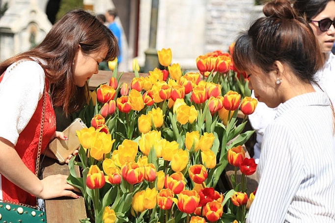 Hơn triệu bông tulip biến Bà Nà thành “xứ sở Hà Lan” hon trieu bong tulip bien ba na thanh xu so ha lan