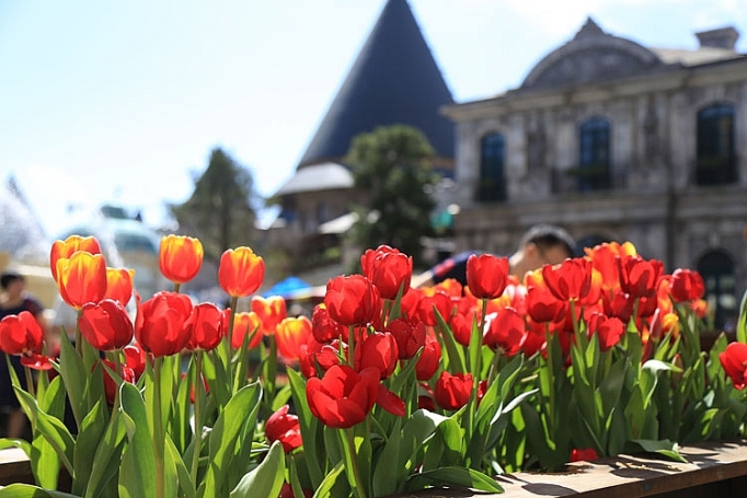 Hơn triệu bông tulip biến Bà Nà thành “xứ sở Hà Lan” hon trieu bong tulip bien ba na thanh xu so ha lan